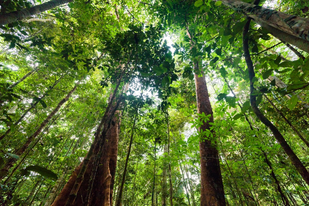 trees